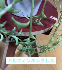 clover様 リクエスト 2点 まとめ商品