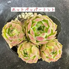 いっちゃん様 リクエスト 3点 まとめ商品