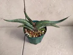 札落ち　Agave peacockii アガベ　ピーコッキー？実生のサムネイル