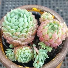 ストロベリーアーモンド 多肉植物 - メルカリ