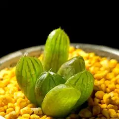 3603 紫ドドソン 実生多肉植物 ハオルチア アロエのサムネイル