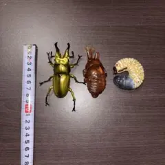 セミの抜け殻 ミニフィギュア 8個セット - メルカリ