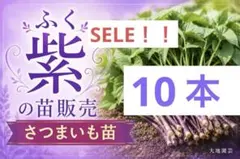 2026年最新】ふくむらさき 苗の人気アイテム - メルカリ