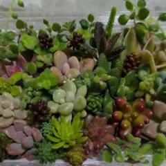 多肉植物カット苗