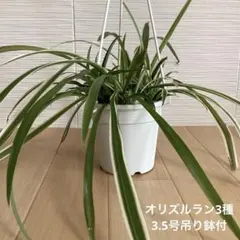 2026年最新】オリヅルラン班入りの人気アイテム - メルカリ