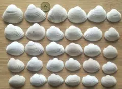 白 貝殻 30個 ハンドメイド 工作材料 レジン インテリア まとめ売り