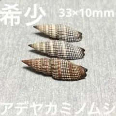 희귀하고 아름다운 호주 아데야 카미노무시 3종 세트