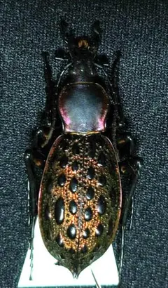 2026年最新】カブリモドキの人気アイテム - メルカリ