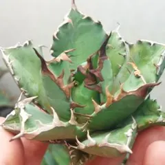 Okaaasan様 リクエスト 2点 まとめ商品