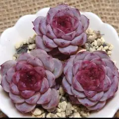 だいすけ様 リクエスト 3点 まとめ商品