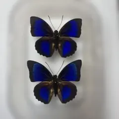 2026年最新】蝶の人気アイテム - メルカリ