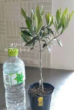 2026年最新】オリーブの木 シプレッシーノの人気アイテム - メルカリ