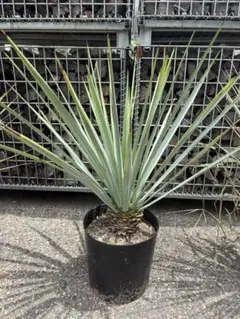 ユッカ グロリオサ 斑入り 鉢植え 大株 抜き苗発送 - メルカリ