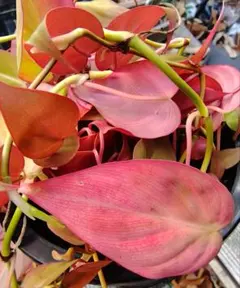 【専用、メルカリ便】フィロデンドロン ピンクミカンス 2025年最新】フィロデンドロン ミカンス ピンクの人気アイテム - メルカリ