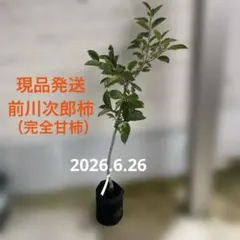 2026年最新】甘柿の人気アイテム - メルカリ
