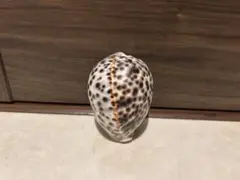 タヒチの貝殻