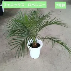 引き取り手渡し希望！フェニックスロベレニー ヤシ高さ160センチぐらい
