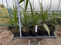 2026年最新】ヤシ カナリーの人気アイテム - メルカリ