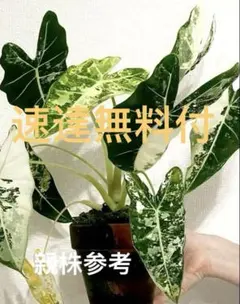 sabi＊即購入OK＊様 リクエスト 2点 まとめ商品