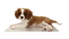 猫犬用ひんやりアルミマット二枚セット30*20cmＳサイズ*2のサムネイル