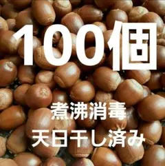 くぬぎ　どんぐり　100個