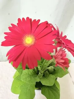 2025年最新】ガーベラ苗の人気アイテム - メルカリ