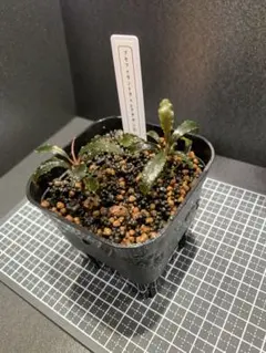ブセファランドラspクダガン 水上葉 4株セット③ - メルカリ