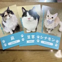 猫カフェmocha 池袋東口店　にゃんず名刺　バラ売り⭕️