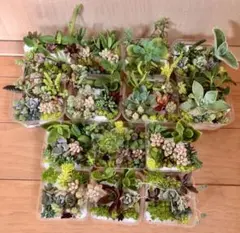 多品種　カラフル　育て方メモ　多肉植物　紅葉が綺麗❤️14つセット