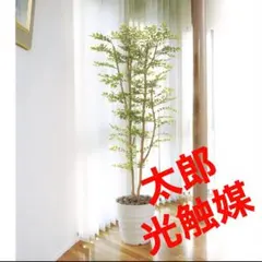 光触媒　人工観葉植物　ウォールグリーン　ゴールデンリーフ1.8hのサムネイル
