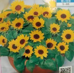 タナトス様 リクエスト 2点 まとめ商品