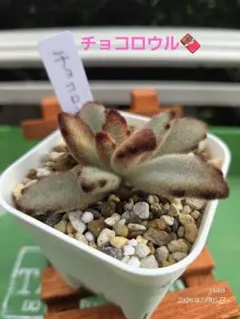 ☆専用☆多肉植物 カランコエ もふもふ兎♡ パーティーラビット +1兎