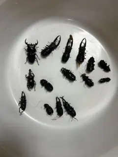 クワガタ　死虫　まとめのサムネイル