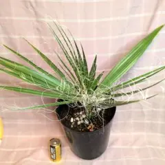 2026年最新】ワシントンヤシの人気アイテム - メルカリ