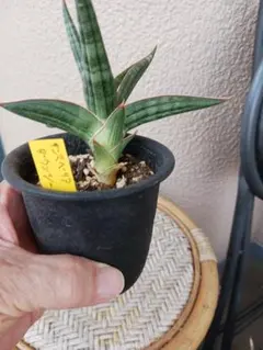 2026年最新】観葉植物 サンスベリアの人気アイテム - メルカリ