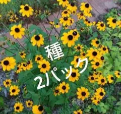 【種】ルドベキア・タカオ　２パック