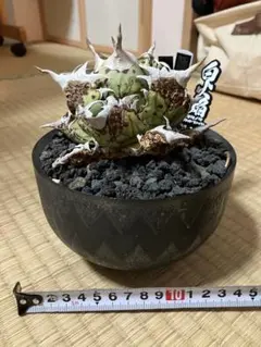 MTG 植物形態、ビオランテ Foil 非コレブ 日本語 - メルカリ