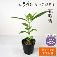 ポットごとヤマト便537】ヤマアジサイ 1年生苗 酔湖姫 - メルカリ