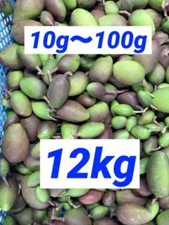 沖縄県産摘果マンゴー22kg(チルド発送)サイズミックス - メルカリ