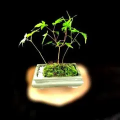 イロハもみじ　雑木ミニ盆栽のサムネイル