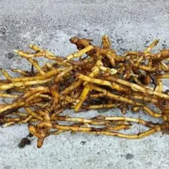 みょうが 苗 根茎 薬味 家庭菜園