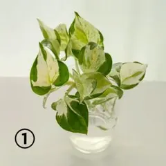 タカP様 リクエスト 2点 まとめ商品