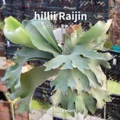 2025年最新】ヒリー 雷神の人気アイテム - メルカリ