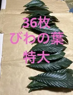 4.びわの葉　農薬不使用　36枚　218g 特大サイズ