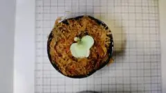 2026年最新】観葉植物 ビカクシダの人気アイテム - メルカリ