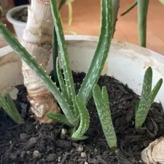 アロエ 観葉植物 アロエベラ　子株抜き苗のサムネイル