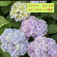 十三郎☆彡☘️（帰り花）様 リクエスト 2点 まとめ商品