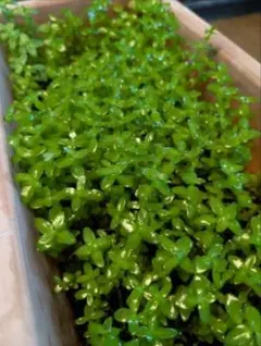 2026年最新】ホシクサ ポラリスの人気アイテム - メルカリ