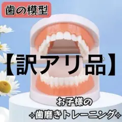 歯 模型 歯磨き 練習用 歯医者 歯科衛生士 保健 歯医者 トレーニング