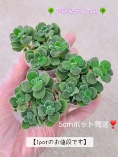 ☆アロマティカス・5cmポット発送☆【在庫７つあります】